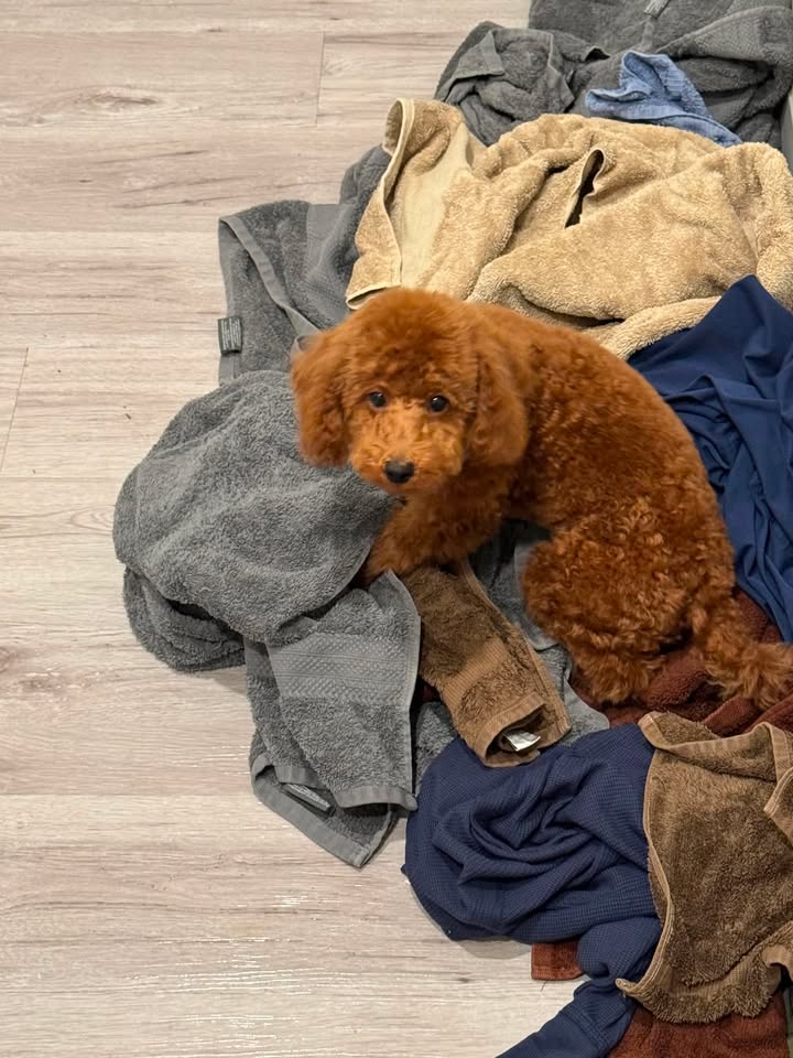 Boots — Mountain Valley Poodles puppy photo 1