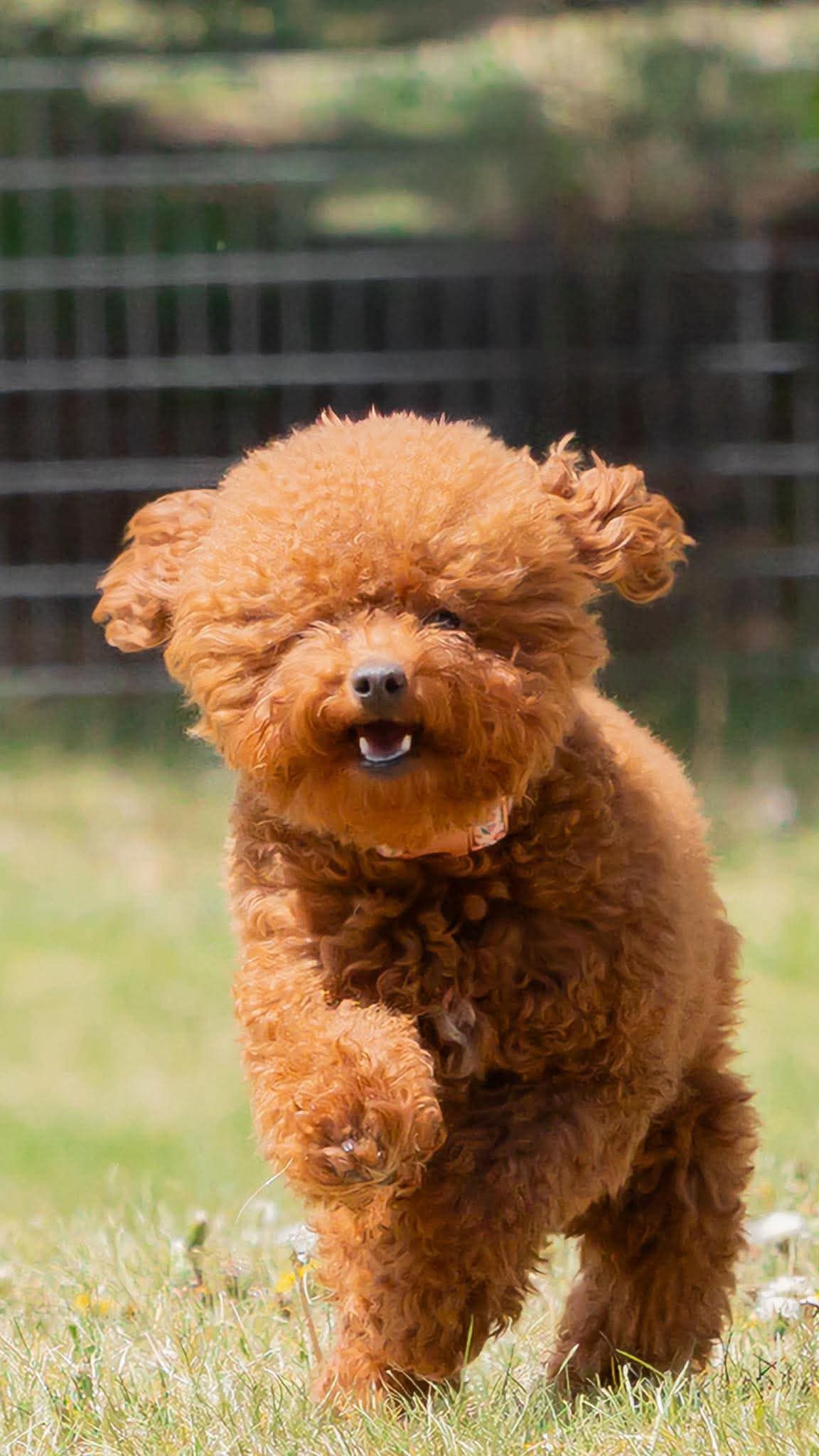 Dora — Mountain Valley Poodles puppy photo 2