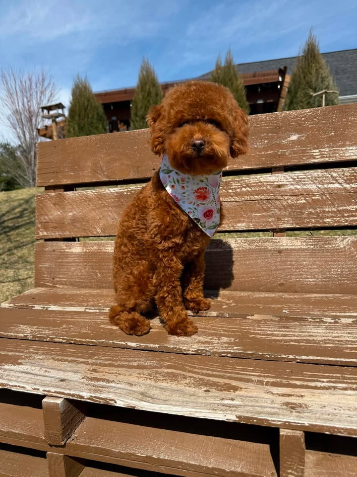 Gigi — Mountain Valley Poodles puppy photo 1