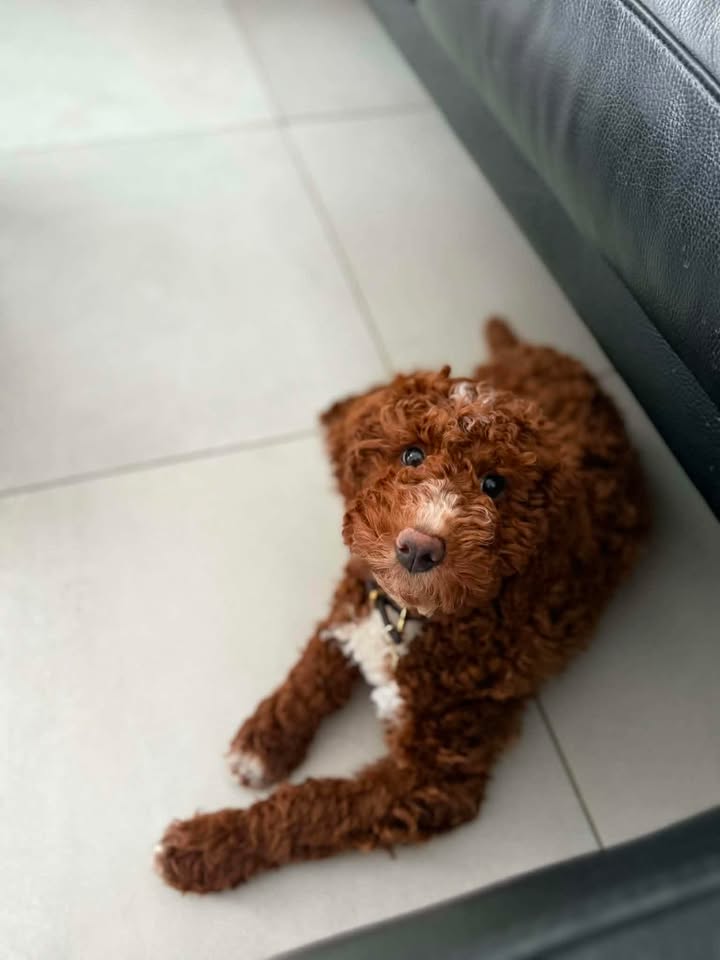 Hershey — Mountain Valley Poodles puppy photo 1