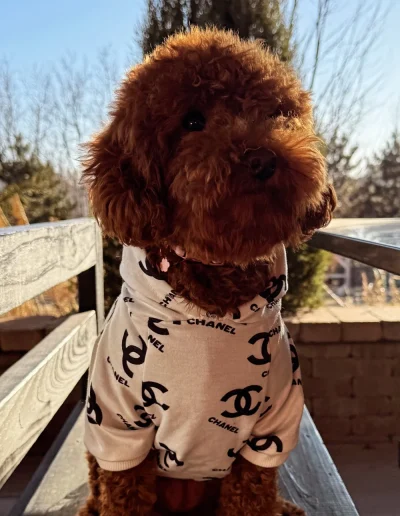 A fluffy mini red poodle sits on a bench outdoors, wearing a white sweater with a black pattern resembling the Chanel logo. Trees and a clear sky can be seen in the background—a stylish scene for poodle puppies Utah loves.