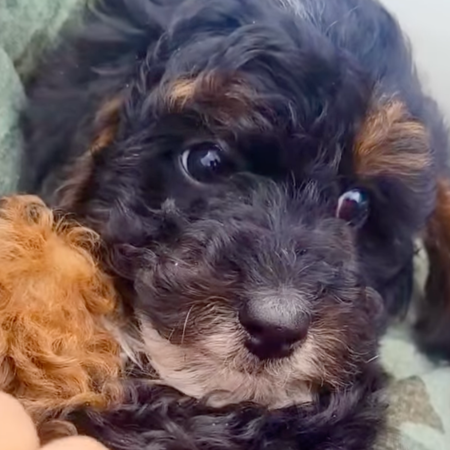 Curly red Miniature Poodle puppy