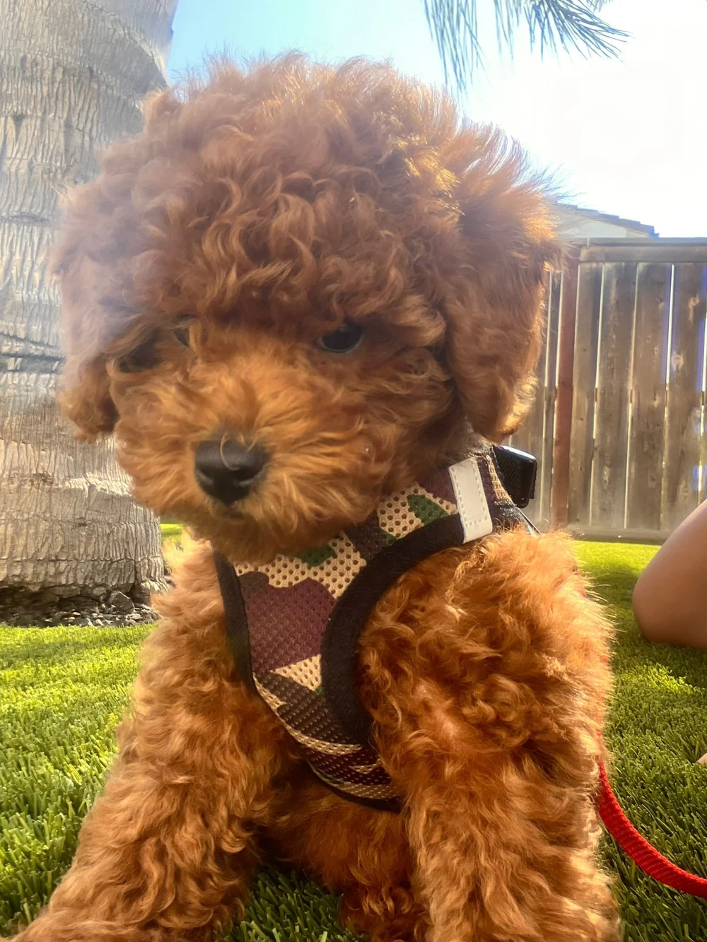 A small, curly-haired mini red poodle puppy wearing a patterned harness sits on green grass near a tree, with a wooden fence and sunlight in the background—perfect for those searching for adorable poodle puppies Utah offers.