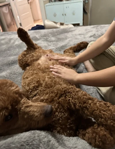A curly-haired mini red poodle lies on its back on a gray blanket, while a person gently rubs the puppy's belly with both hands. The dog's head is turned toward the camera.