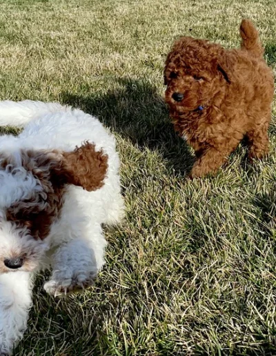 Two poodle puppies—one white and brown, one solid reddish-brown—play together on a sunlit grassy lawn, capturing the joy you'd find from a reputable mini poodle breeder in Utah.