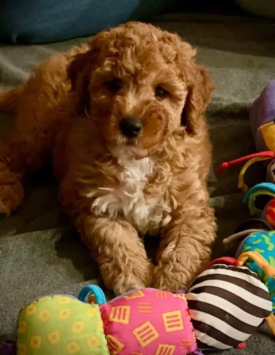 A fluffy brown and white puppy lies on a blanket, facing the camera with its paws outstretched next to a colorful, segmented plush caterpillar toy—an adorable example of happy poodle puppies Utah families love.