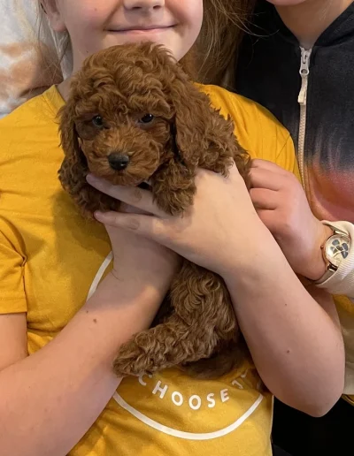 A person in a yellow shirt holds a small, curly-haired brown puppy—one of several adorable poodle puppies Utah families adore—while two other people are partially visible beside them. The puppy looks directly at the camera.