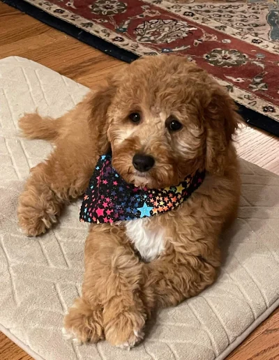 A fluffy brown and white mini poodle puppy with curly fur lounges on a cream mat. The puppy, from a trusted mini poodle breeder, sports a star-patterned bandana, with wooden flooring and part of a patterned rug in the background.