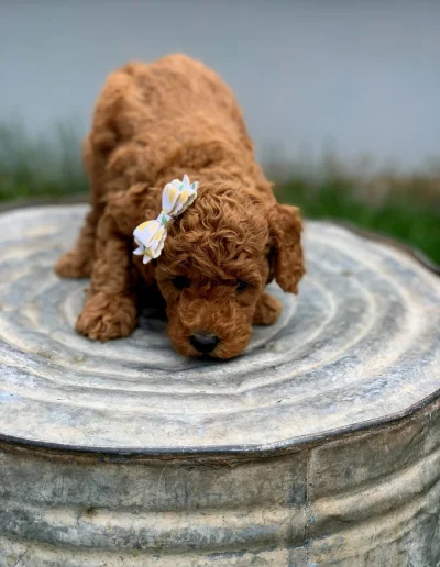 A small, curly-haired mini red poodle with a white and yellow bow on its head stands on a large, round, weathered metal surface, looking down. The background is blurred with some greenery visible.