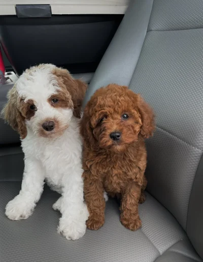 Two small puppies, one white with brown patches and the other solid brown, sit closely together on a gray car seat, looking up at the camera—perfect companions for anyone searching for adorable poodle puppies in Utah.
