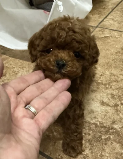A small, curly-haired mini red poodle puppy stands on a tiled floor while a hand gently holds its chin, showcasing its adorable face.