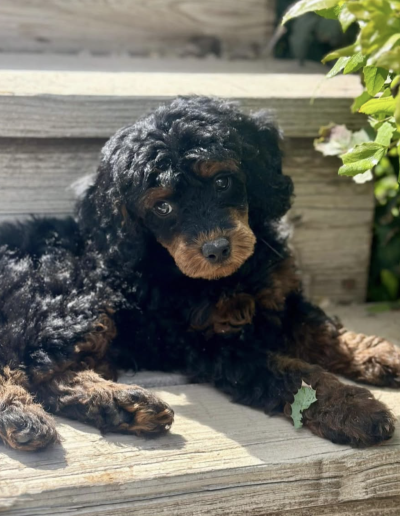 A fluffy black and brown mini poodle puppy with curly fur lies on wooden steps outdoors, looking up with big, expressive eyes. Sunlight highlights its fur and a green leaf rests near its front paw.