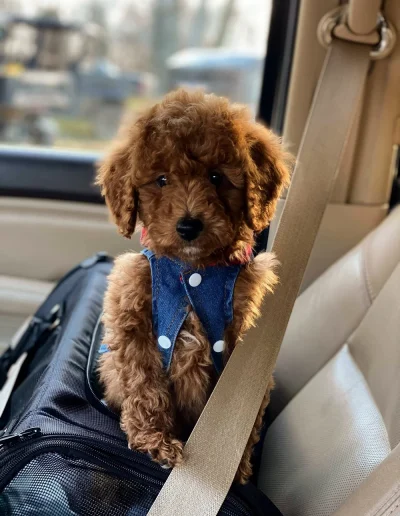 A small, fluffy brown mini poodle puppy wearing a blue denim vest sits on a car seat beside a seatbelt, looking toward the camera with curious eyes.