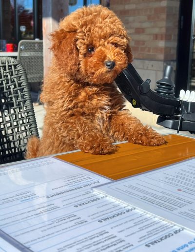 A small, curly-haired brown dog—resembling one of those adorable mini poodle puppies—sits at an outdoor table with its front paws on the table, looking at menus laid out in front of it, as if deciding what to order.