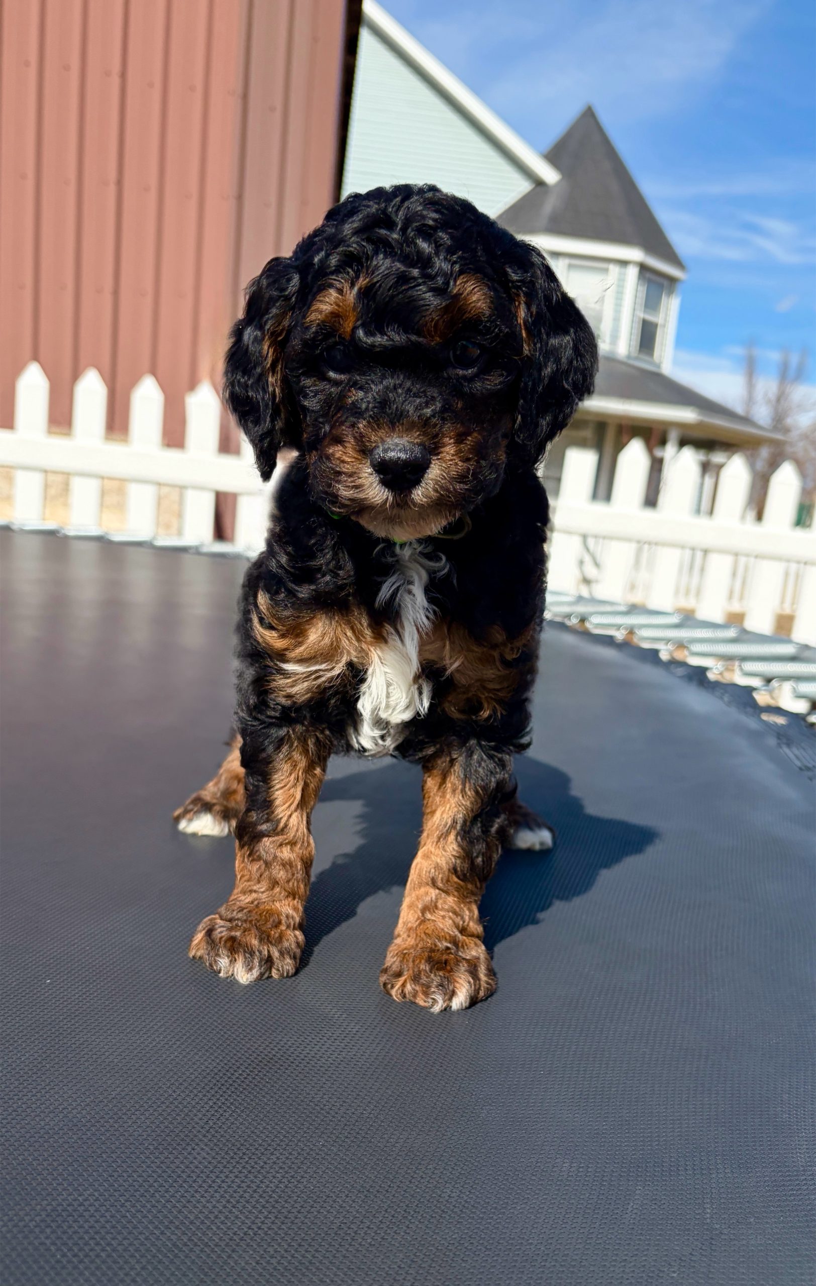 Will Turner — Mountain Valley Poodles puppy photo 1