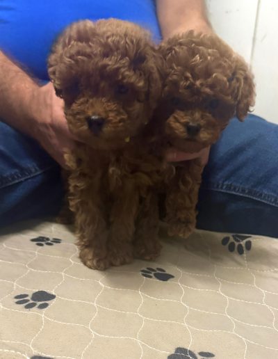 Two small, fluffy mini poodle puppies stand side by side on a beige blanket with black paw prints, while a person in a blue shirt and jeans gently holds them from behind.