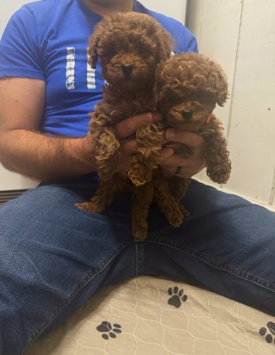 A person in a blue shirt and jeans sits cross-legged, gently holding two fluffy mini poodle puppies. The curly-haired puppies, from a reputable mini poodle breeder, rest comfortably in the person's hands.