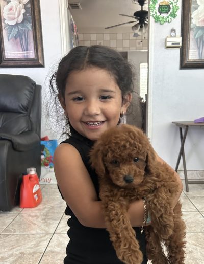 A young girl with long dark hair smiles while holding a small, curly mini red poodle in a cozy, well-lit living room.