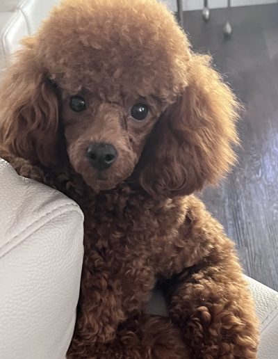 A reddish-brown mini poodle puppy with curly fur sits on a light-colored couch, looking directly at the camera with bright, dark eyes. The background features a dark wooden floor—a perfect portrait for poodle puppies Utah lovers.