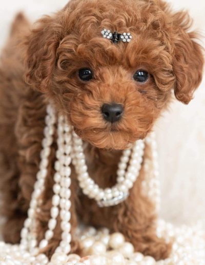 Pretty poodle puppy waiting to be contacted in utah to meet their furever family and go home