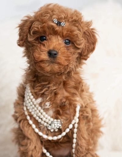 A small, fluffy mini red poodle puppy with curly fur sits on a soft white blanket, wearing a string of pearls around its neck and a jeweled hair clip on its head. More pearls are scattered in front of the cute mini poodle puppy.