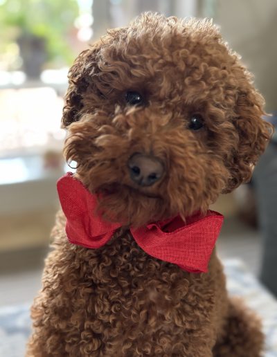Cutest puppy gallery images of fluffy poodle puppy with big red bow and smile