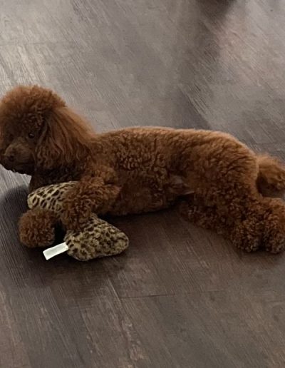 A brown mini red poodle lies on a dark wood floor, holding a plush leopard-print toy between its front paws.