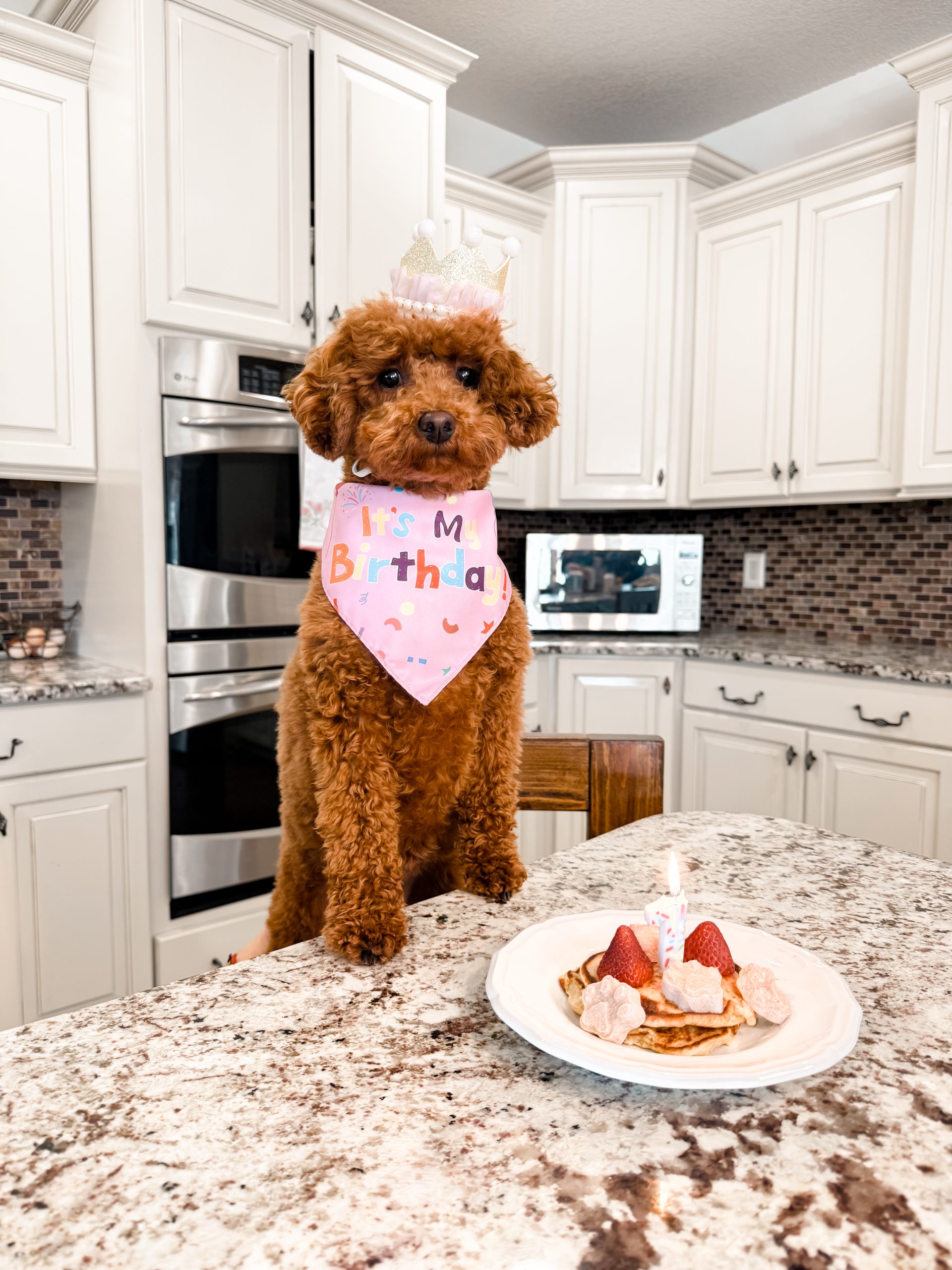 A brown mini red poodle wearing a crown and a pink Its My Birthday bandana sits on a kitchen counter in front of a plate with a small birthday cake topped with strawberries and a candle—an adorable moment for all puppies lovers.
