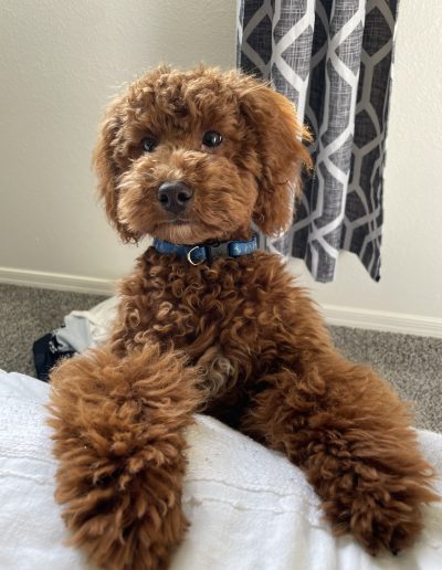 Top quality poodle puppy parents with amazing temperament and training