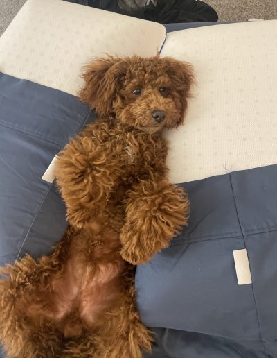 A fluffy brown dog with curly fur, like those from a top mini poodle breeder, lies on its back on a bed between two blue and white pillows, looking up with its paws in the air.
