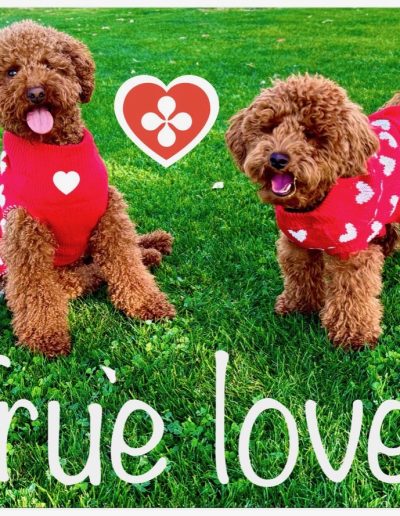 Two adorable mini poodle puppies in red sweaters with white hearts sit on green grass, a heart graphic between them. The text True love! is written at the bottom.
