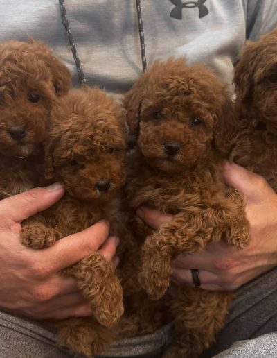 cutest little mini poodle puppies for sale in utah with fluffy coats and sweet personalities
