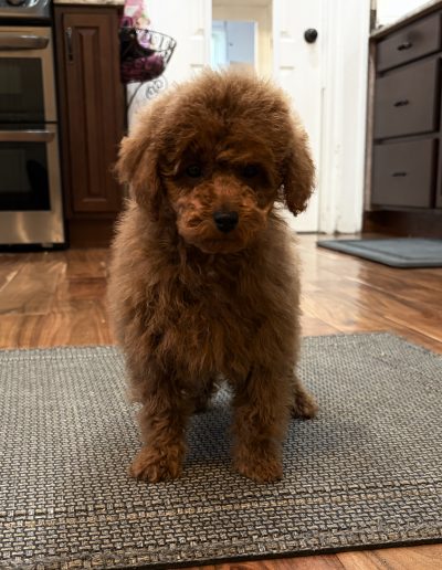 A small, fluffy brown mini poodle puppy stands on a textured rug in a kitchen with wooden floors and dark cabinets, looking directly at the camera—an adorable example of the charming mini poodle puppies Utah has to offer.