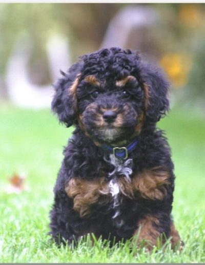 A small black and brown curly-haired puppy sits on green grass, looking towards the camera with a blue collar around its neck. The background is blurred with hints of greenery and flowers—perfect for those seeking poodle puppies in Utah.