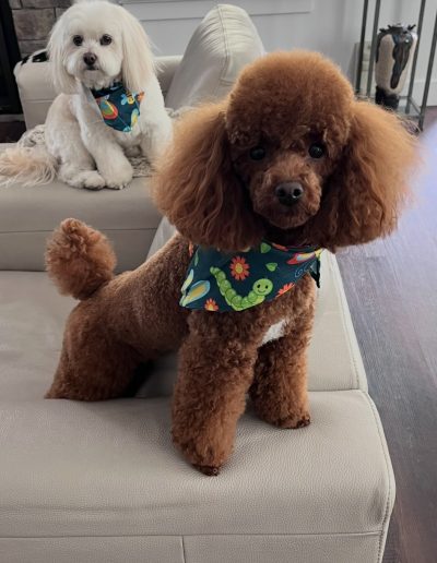 A brown mini red poodle and a white fluffy dog, both wearing colorful bandanas, stand and sit on a white couch in a cozy living room with wooden floors—a charming scene for any mini poodle breeder or poodle puppies Utah enthusiast.